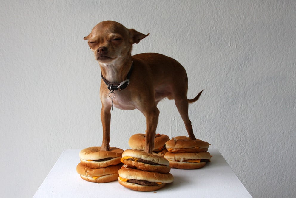 La verdadera razón por la que William Hundley fotografió el bodegón de este chihuahua está sobre una hamburguesa con queso